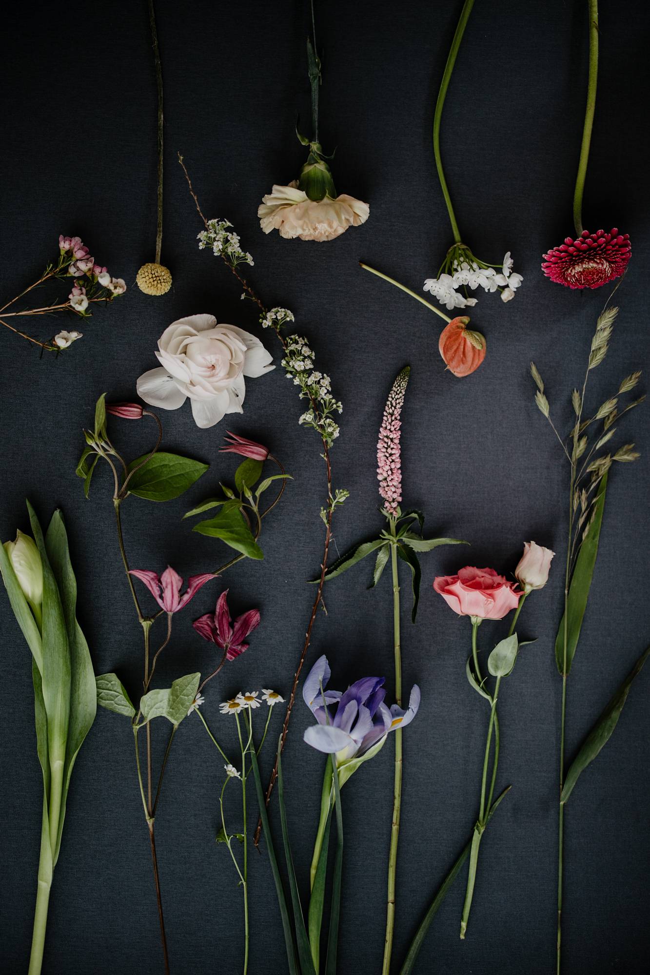 Frühlinsgblumen Arten - Tipps vom Profi